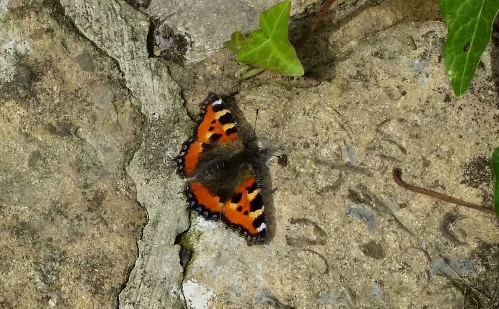Red Admiral on our pation in upavon. August 2015