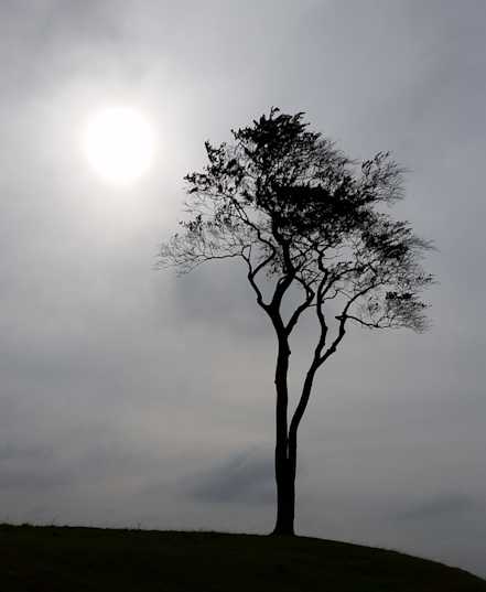 A tree in Olivers castle, Devizes. Wilts. 2015